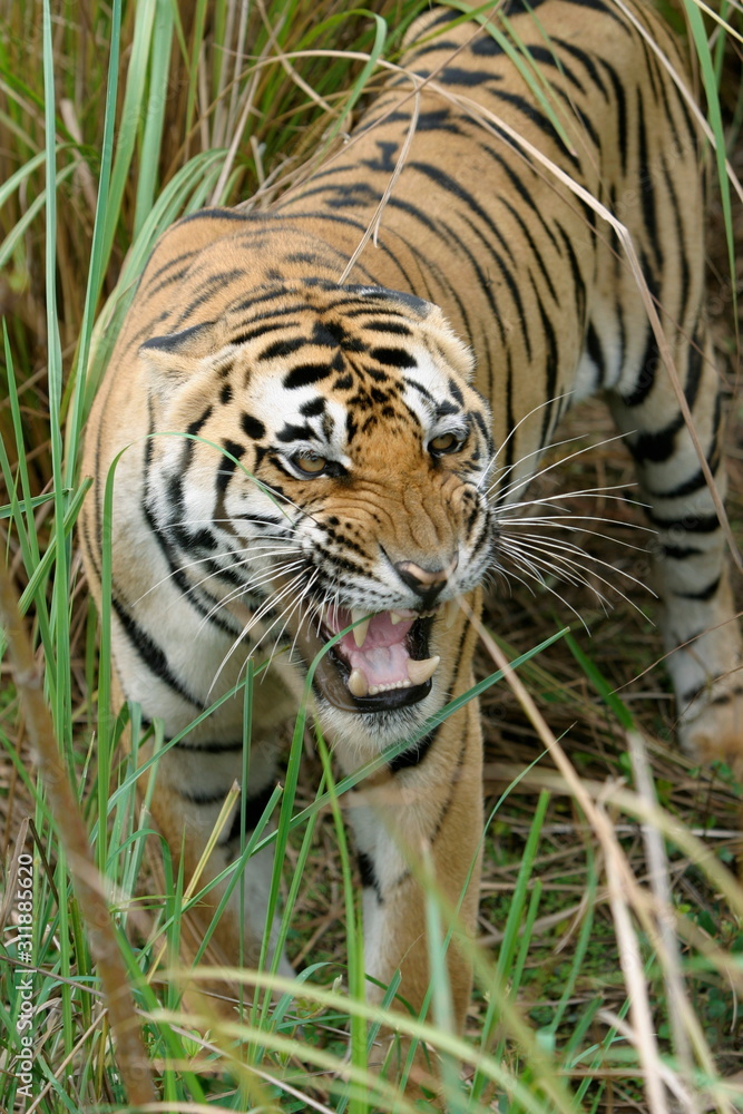 Fototapeta premium Panthera Tigers, Male Tiger - Kanha Tiger reserve, Madhya Pradesh, India