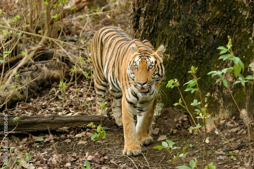 Panthera Tigers  Female Tiger - Kanha Tiger reserve  Madhya Pradesh  India