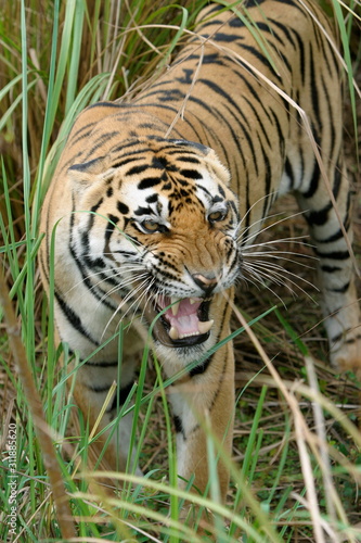 Panthera Tigers  Male Tiger - Kanha Tiger reserve  Madhya Pradesh  India