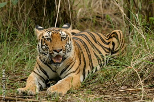 Panther Tigers  Female Tiger - Kanha Tiger reserve  Madhya Pradesh  India