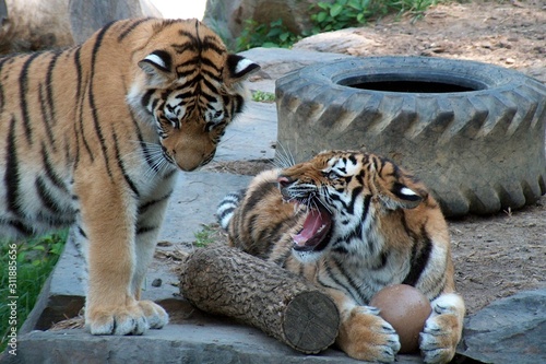 Tigers at play