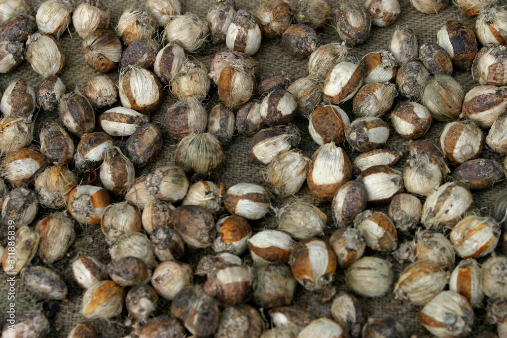 Dry Areca nuts