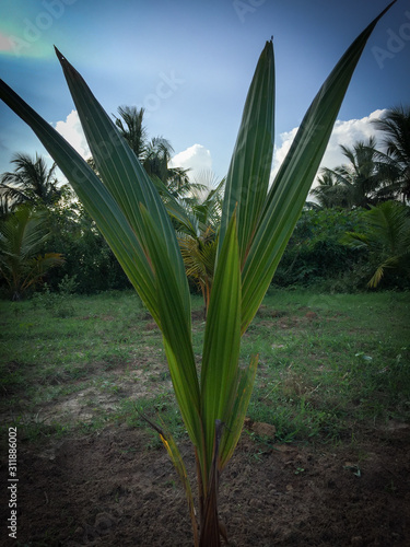 coconut plant