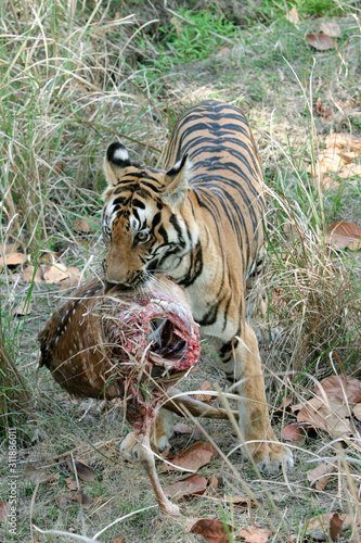 Female tiger  Panthera tigeris  eating spotted dear Kanha National Park  Madhya Pradesh  India 