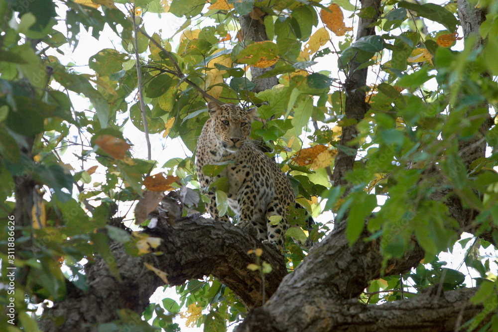 Indian Leopard, Panthera pardus, Kanha National Park, Madhya Pradesh, India 