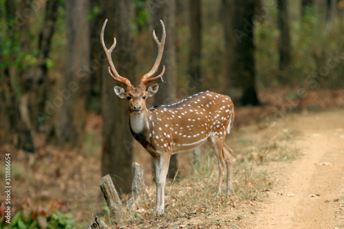 Spotted deer or chital, Axis axis, Kanha National Park, Madhya Pradesh, India 