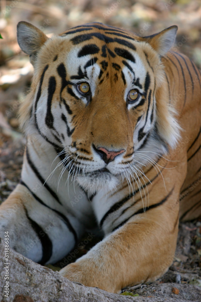 Male tiger, Panthera tigeris, Kanha National Park, Madhya Pradesh, India Male tiger, Panthera tigeris, Kanha National Park, Madhya Pradesh, India