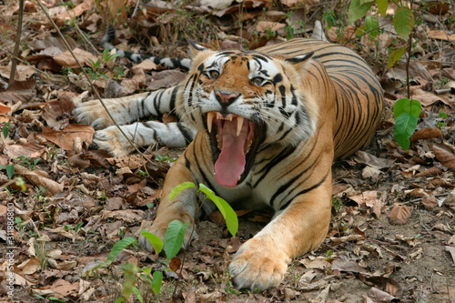 Male tiger, Panthera tigris, Kanha National Park, Madhya Pradesh, India 