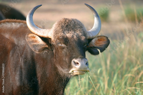 Canvas Print Male gaur, Bos gaurus, Kanha National Park, Madhya Pradesh, India
