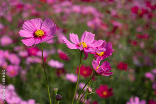 Cosmos sulphureus, Mexican Aster,Beautiful garden landscape, colorful blooming flowers,Pink flower.