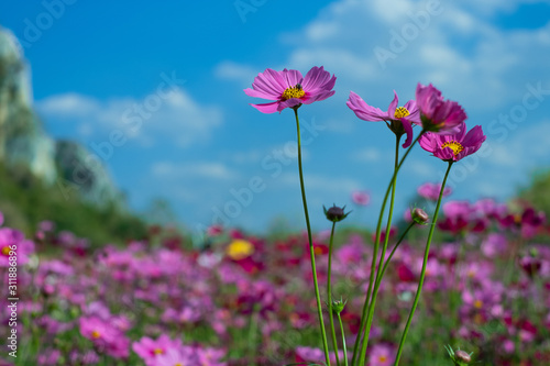 Cosmos sulphureus, Mexican Aster,Beautiful garden landscape, colorful blooming flowers,Pink flower,With blue sky