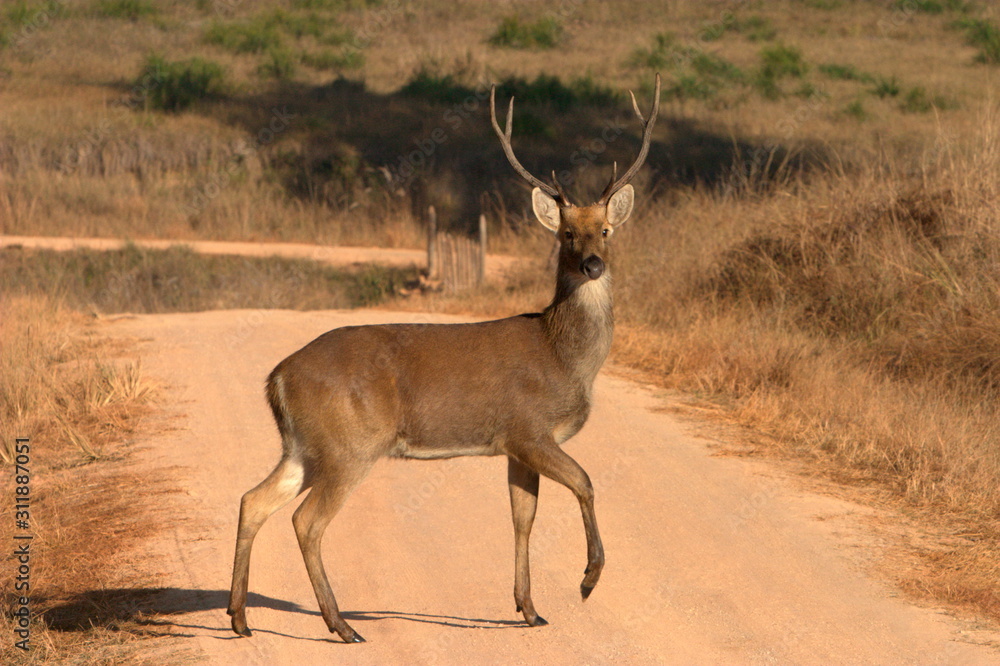 Naklejka premium Barasingha