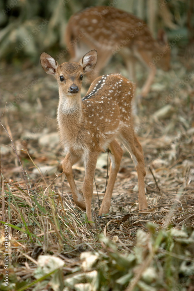 New Born fawn of Spotted Deer axis axis, Kanha National park, Madhya Pradesh, India.
