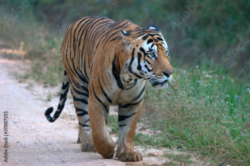 Male Tiger  Panthera tigiris   Kanha Madhya Pradesh  India