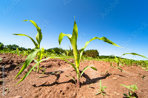 Agricultural field with corn seedlings