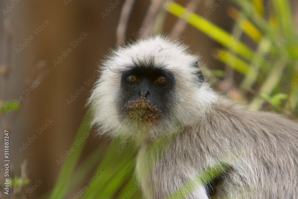 Naklejka premium Common Langur, Semnopitheaus entellus, Kanha National park, Madhya Pradesh, India.