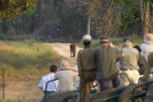 Photography Tigers and tourists, Kanha National park, Madhya Pradesh, India.