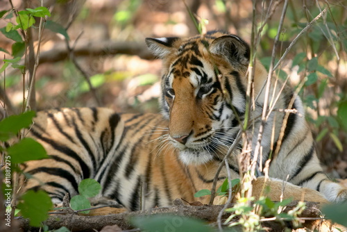 Tiger Cub  Panthera Tigris  Kanha National park  Madhya Pradesh  India.