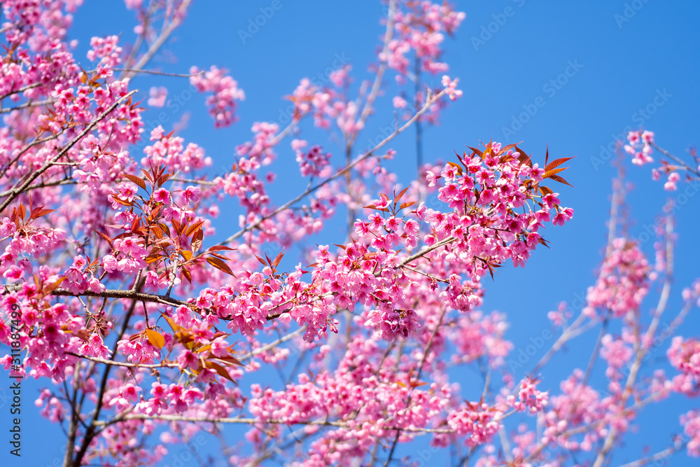 Cherry Blossom or Sakura flower on nature background Cherry Blossom or Sakura flower on nature background