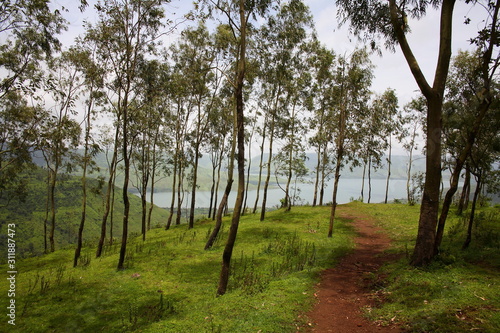Fototapeta Naklejka Na Ścianę i Meble -  Eucalyptus plantation, Panchgani, Maharashtra, India