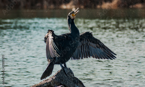Cormorants in the sun. Valmayor Reservoir, El Escorial, Madrid Spain.
