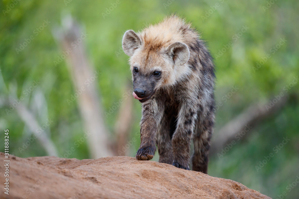 Obraz premium Hyena pup playing at the den in Sabi Sands Game Reserve in the Greater Kruger Region in South Africa