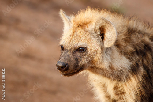 Hyena pup playing at the den in Sabi Sands Game Reserve in the Greater Kruger Region in South Africa