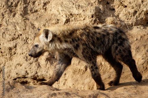 Hyena pup playing at the den in Sabi Sands Game Reserve in the Greater Kruger Region in South Africa