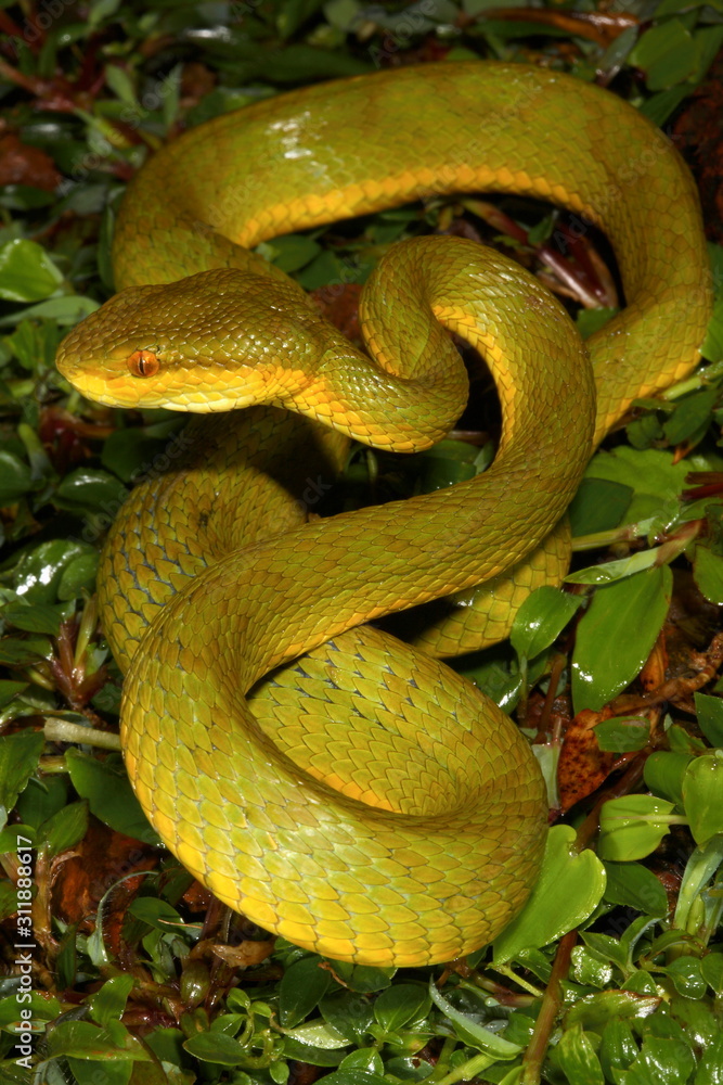 Obraz premium Bamboo pit Viper, Amboli, India