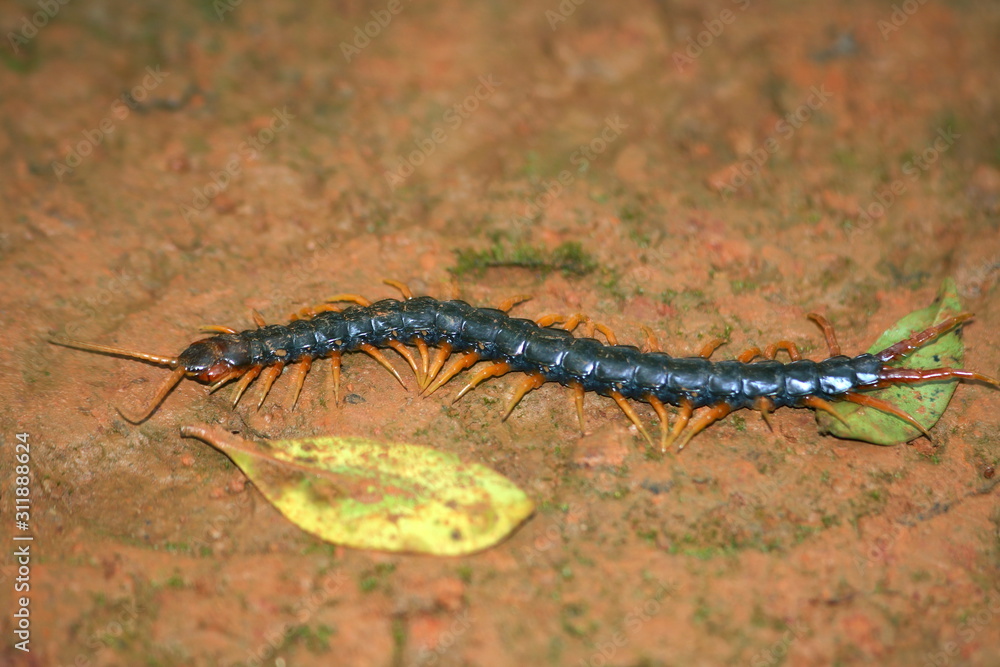 Scolopendra, Amboli, Maharashatra, India Scolopendra, Amboli, Maharashatra, India