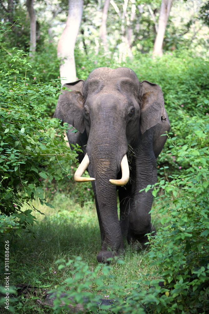 Male Tusker, elephant, at Mudumalai, Tamilnadu, India
 