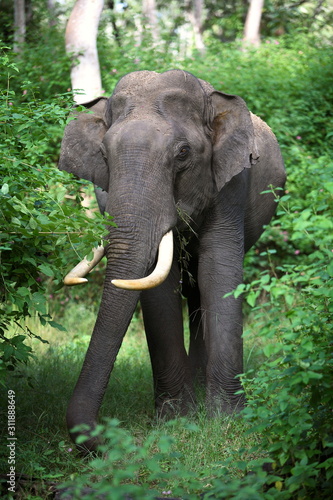 Male Tusker, elephant, at Mudumalai, Tamilnadu, India