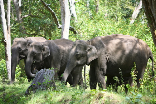 Group of Wild elephants  at Mudumalai  Tamilnadu  India