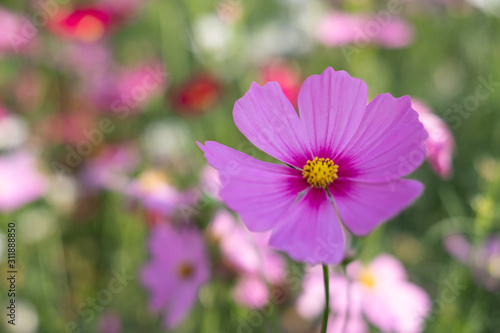 Cosmos sulphureus  Mexican Aster Beautiful garden landscape  colorful blooming flowers Pink flower