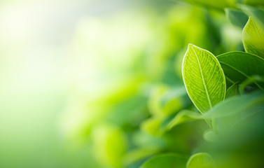 Closeup beautiful view of nature green leaves on blurred greenery tree background with sunlight in public garden park. It is landscape ecology and copy space for wallpaper and backdrop.
