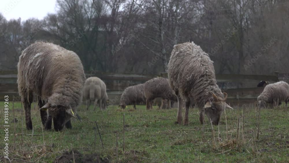 Fluffy sheep grazing and grassing on the farm land. Flock of sheep eating grass outdoor Fluffy sheep grazing and grassing on the farm land. Flock of sheep eating grass outdoor
