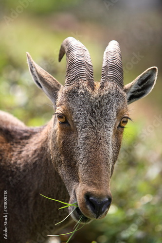 Nilgiri Thar  Hemitragas hylocres  at Eravikolum National Park  Kerala 