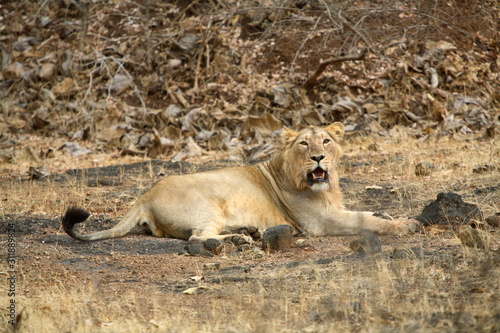 Photography Male Lion, Panthera leo persica, resting at Gir National Park, Gujrat, India