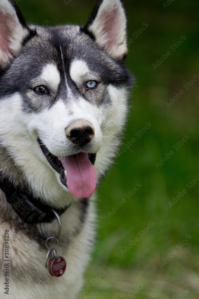 A Siberian husky looks in to the camera