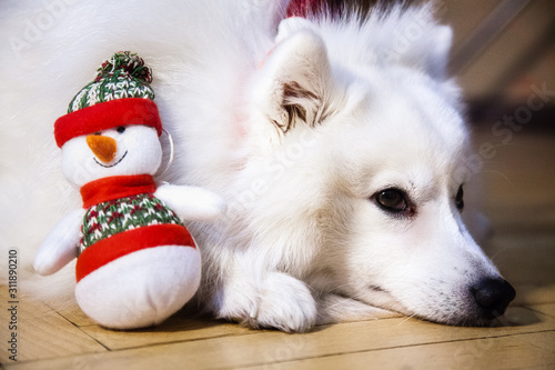 A white Japanese Pomeranian in christmas cap lies on the floor with a snowman toy