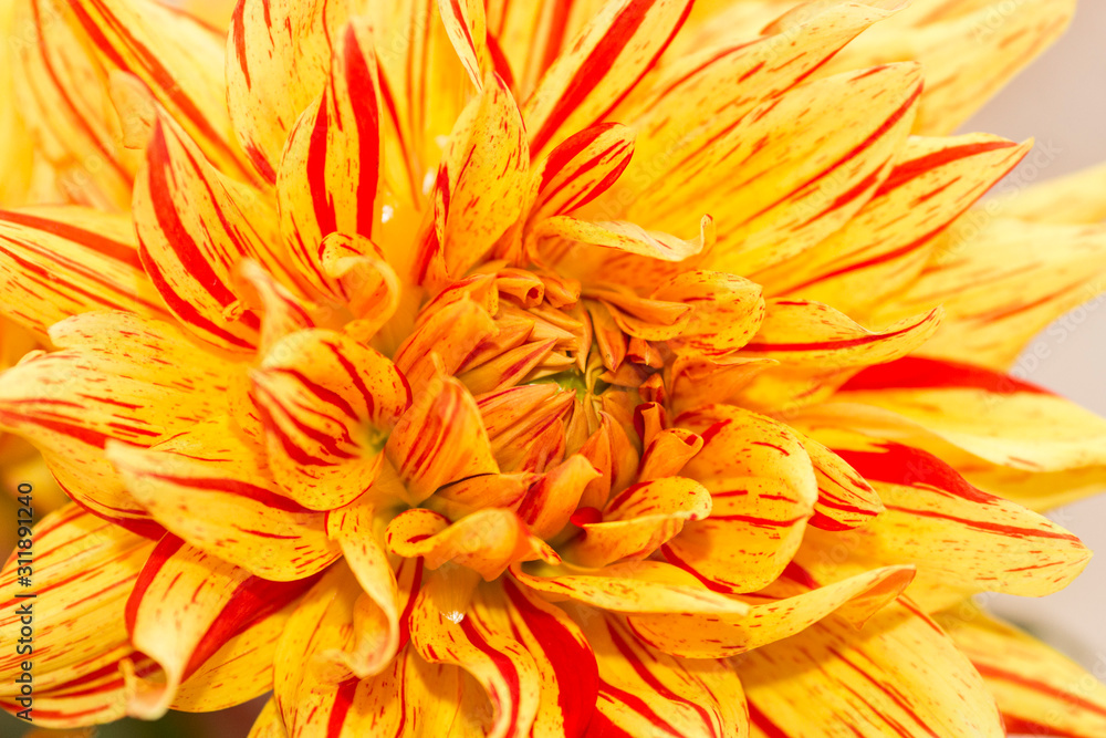 Close-up of a Dahlia Flower. View to blooming Dahlia Flowers in the Summertime. Flowering Dahlias and Ornamental Flowers Close-up of a Dahlia Flower. View to blooming Dahlia Flowers in the Summertime. Flowering Dahlias and Ornamental Flowers