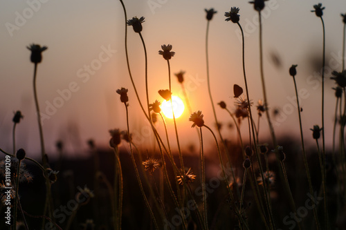 sunset in grass field