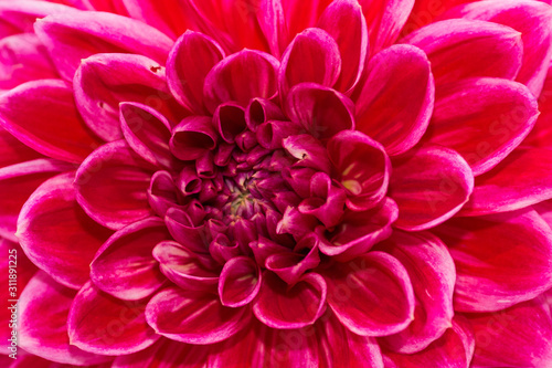 Fototapeta Naklejka Na Ścianę i Meble -  Close-up of a Dahlia Flower. View to blooming Dahlia Flowers in the Summertime. Flowering Dahlias and Ornamental Flowers