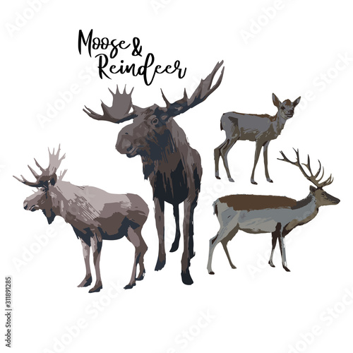 Set of two moose and reindeers isolated on white background
