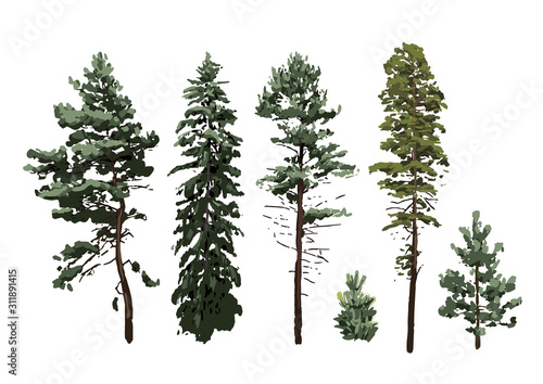 Collection of coniferous trees of different hights isolated on white background