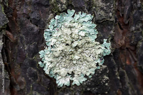 Close-up of lichen Flavoparmelia caperata on pine bark, macro shot