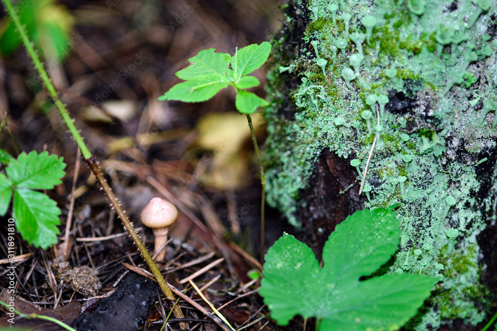 Fototapeta premium Lichen Cladonia deformis grows on a tree in the forest, a small mushroom grows nearby, close-up, macro shot