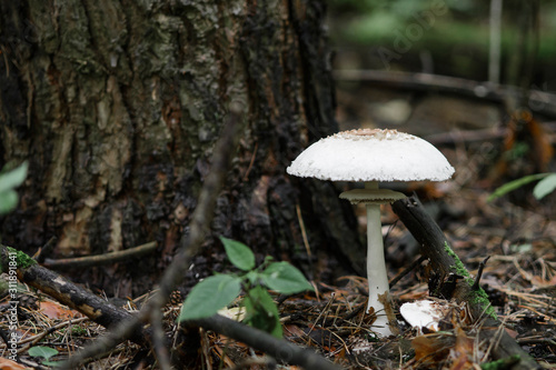 The white fungus Macrolepiota excoriata grows in a forest under a pine tree among pine needles, branches covered with moss, and cones. Close-up with a blurred background.