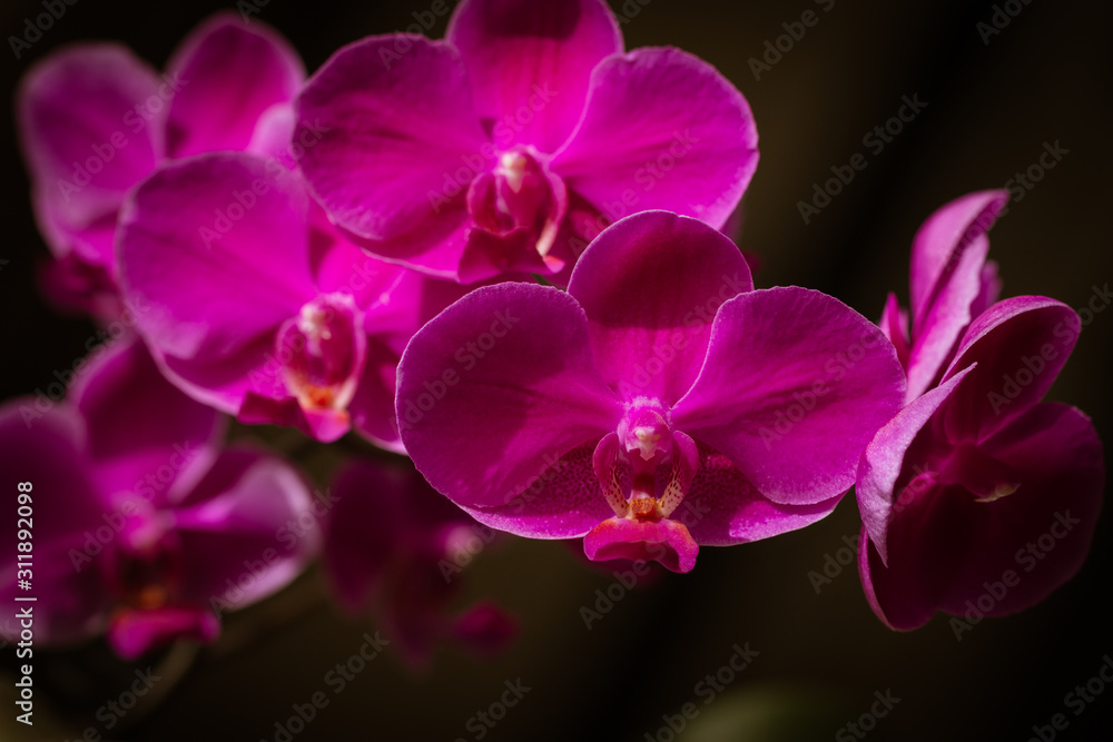 Fototapeta premium Profusely blooming purple phalaenopsis variety Queen Beer. Selective focus, closeup, macro