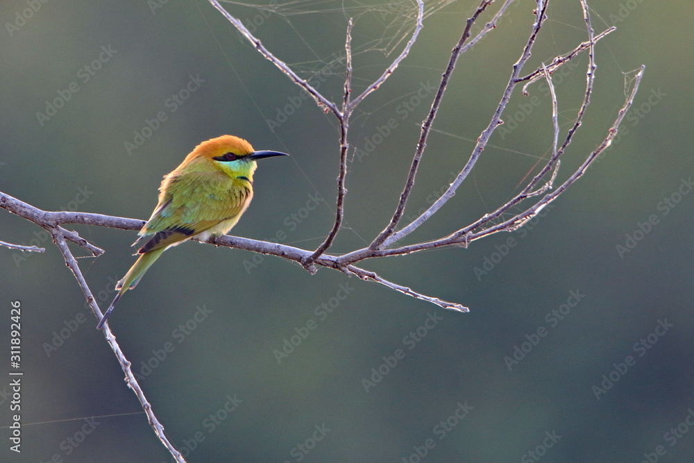 Bee eater Bee eater